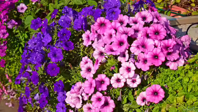 Petunia integrifolia im Garten pflanzen
