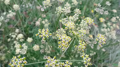 Peucedanum carvifolia im Garten pflanzen
