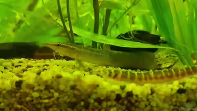 Pfauen-Stachelaal: Macrognathus siamensis im Aquarium