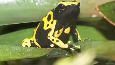 Pfeilgiftfrösche: So teuer ist ihre Haltung