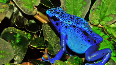 Pfeilgiftfrösche im Terrarium halten