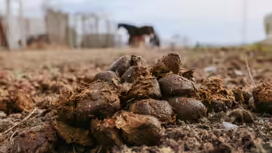 Pferdemist als Dünger: Der natürliche Turbo für Deinen Garten