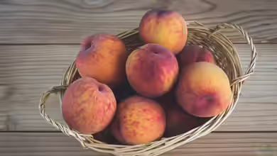 Pfirsiche ernten und haltbar machen - vom perfekten Reifezeitpunkt bis zum Vorrat für den Winter