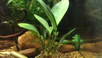 Pflanzen für das ostafrikanische Buntbarschaquarium Teil 1:  Anubias afzelii