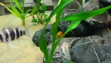 Pflanzen für das ostafrikanische Buntbarschaquarium Teil 4: Crinum thaianum