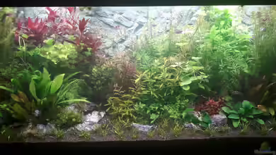 Pflanzenbecken von Anfänger123