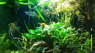 Pflanzeninsel von max