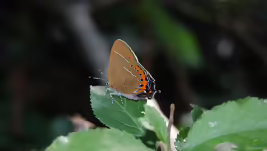 Pflaumen-Zipfelfalter: Satyrium pruni im Garten
