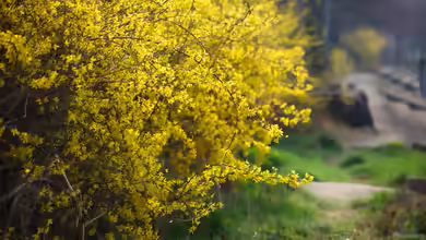 Pflege nach der Blüte: Was die Forsythie jetzt braucht