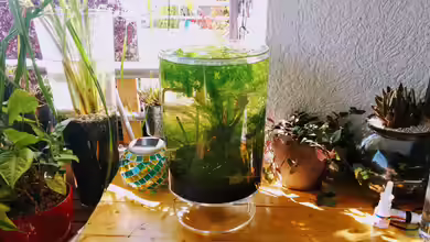 Pfütze (AUFGELÖST) von Mike Steidl