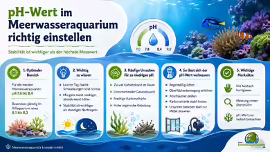 pH-Wert im Meerwasseraquarium richtig einstellen