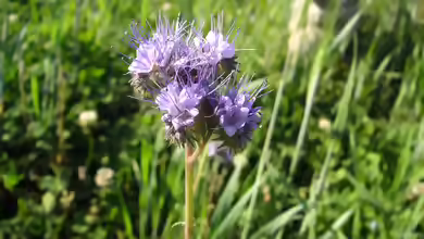 Phacelia tanacetifolia im Garten pflanzen