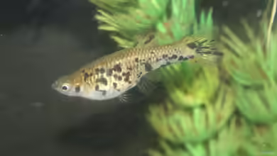 Phalloceros caudimaculatus im Aquarium halten