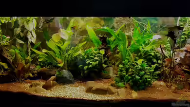 Phantasia von Ele Meer