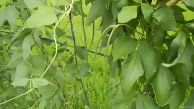 Phaseolus vulgaris var. nanus im Garten pflanzen