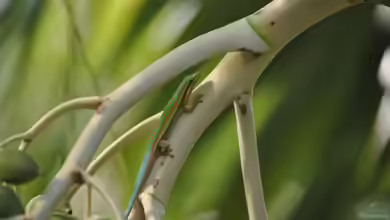 Phelsuma cepediana im Terrarium halten