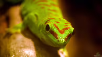 Phelsuma dubia im Terrarium halten
