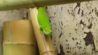 Phelsuma grandis im Terrarium halten