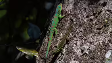 Phelsuma guimbeaui im Terrarium halten