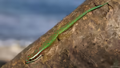 Phelsuma inexpectata im Terrarium halten