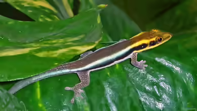Phelsuma klemmeri im Terrarium halten