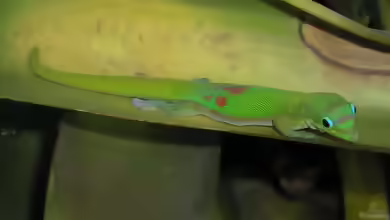 Phelsuma laticauda im Terrarium halten