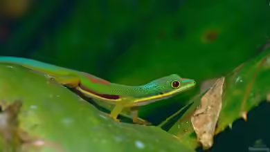 Phelsuma lineata im Terrarium halten