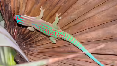 Phelsuma ornata im Terrarium halten