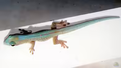 Phelsuma robertmertensi im Terrarium halten