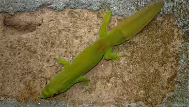 Phelsuma serraticauda im Terrarium halten