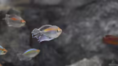 Phenacogrammus: Kongosalmler als farbenprächtige Schwarmfische für das Aquarium