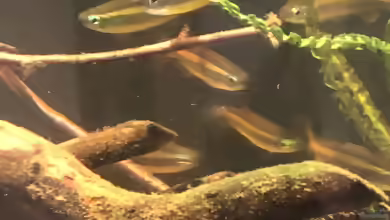 Phenacogrammus aurantiacus im Aquarium halten