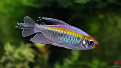 Phenacogrammus interruptus im Aquarium halten