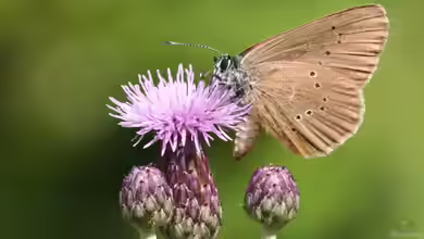 Phengaris nausithous im Garten