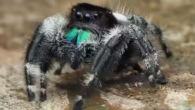 Phidippus regius im Terrarium halten