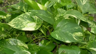 Philodendren im Terrarium pflegen