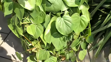 Philodendron hederaceum im Terrarium pflanzen