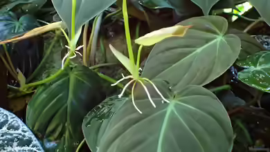 Philodendron micans im Terrarium pflanzen