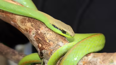 Philodryas olfersii: Grüne Strauchnatter im Terrarium halten