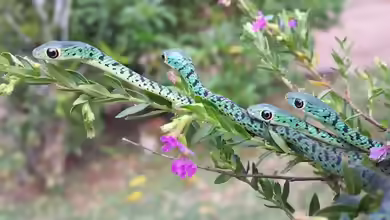 Philothamnus semivariegatus im Terrarium halten