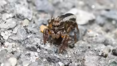 Phlegra fasciata im Terrarium halten