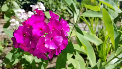 Phlox amplifolia im Garten pflanzen