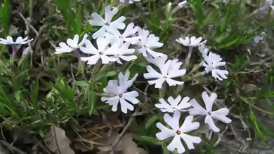 Phlox bifida am Gartenteich pflanzen