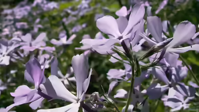 Phlox divaricata am Gartenteich pflanzen