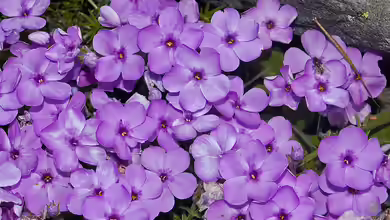 Phlox douglasii im Garten pflanzen
