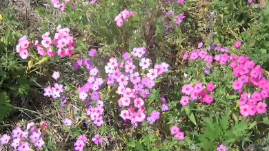 Phlox drummondii am Gartenteich pflanzen