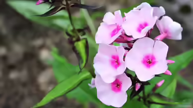 Phlox floridana am Gartenteich pflanzen