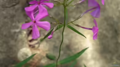 Phlox glaberrima am Gartenteich pflanzen