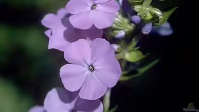 Phlox maculata am Gartenteich pflanzen