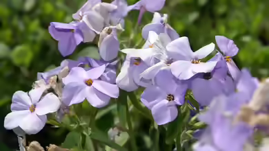 Phlox stolonifera am Gartenteich pflanzen